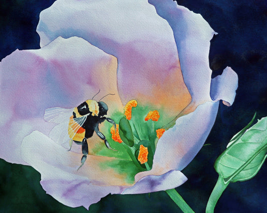Pink Poppy with Bee, Watercolor Painting