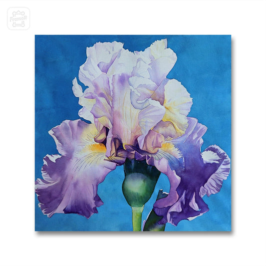Purple Iris, Watercolor Painting